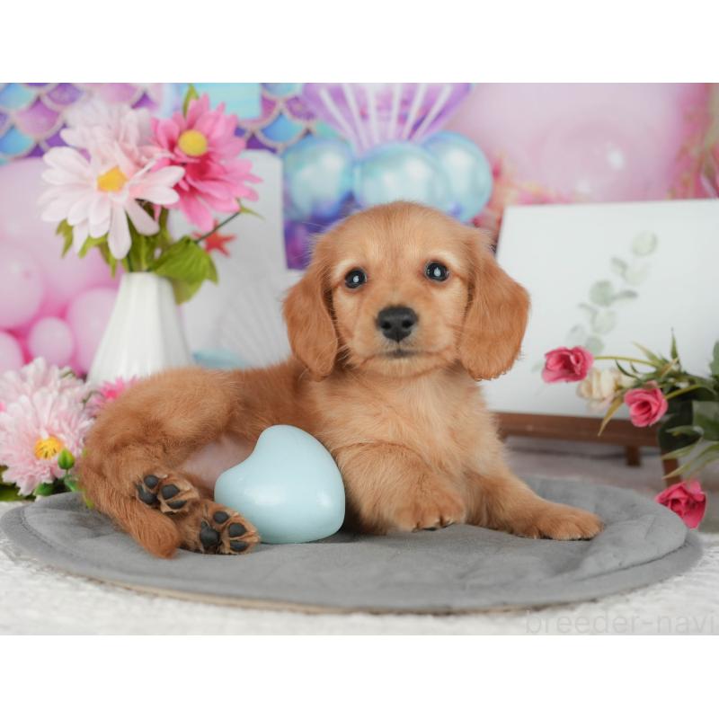 販売中の千葉県のミニチュアダックスフンド(ロングヘアード)-426170の6枚目