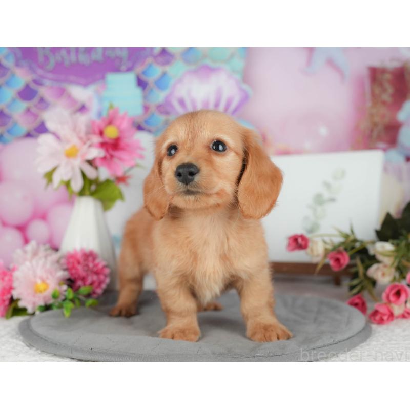 販売中の千葉県のミニチュアダックスフンド(ロングヘアード)-426170の5枚目