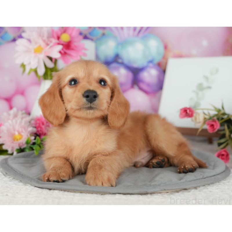 販売中の千葉県のミニチュアダックスフンド(ロングヘアード)-426170の4枚目