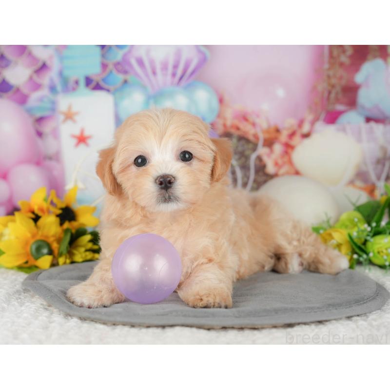 販売中の千葉県のマルプー:マルチーズ×トイプードル-426118の11枚目