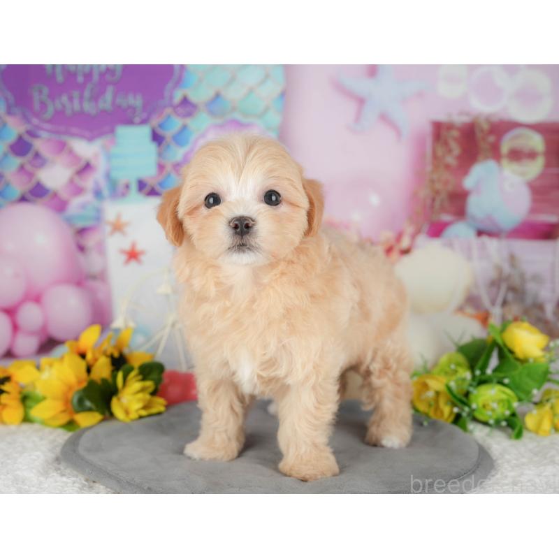 販売中の千葉県のマルプー:マルチーズ×トイプードル-426118の8枚目