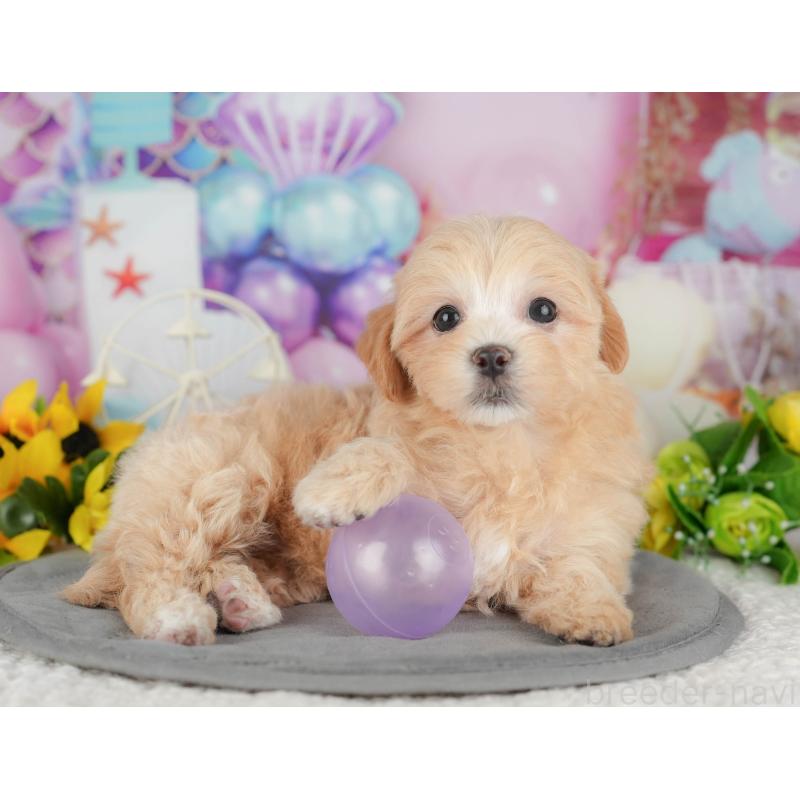 販売中の千葉県のマルプー:マルチーズ×トイプードル-426118の6枚目