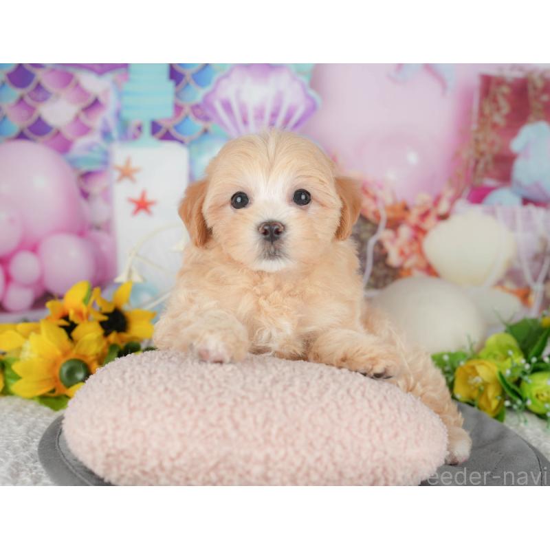 販売中の千葉県のマルプー:マルチーズ×トイプードル-426118の5枚目