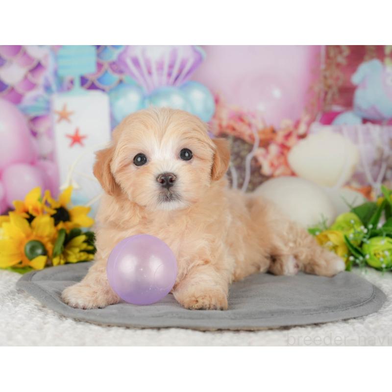 販売中の千葉県のマルプー:マルチーズ×トイプードル-426118の3枚目