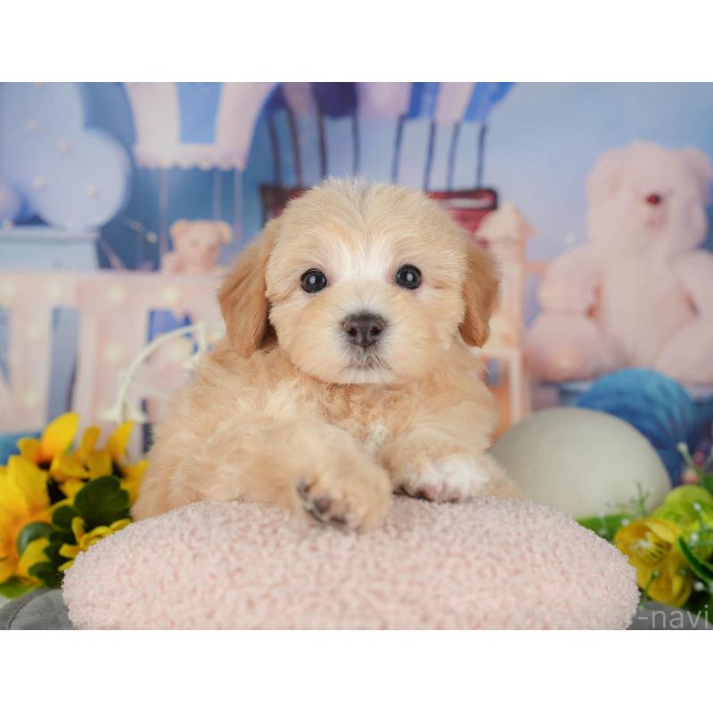 販売中の千葉県のマルプー:マルチーズ×トイプードル-426117の10枚目