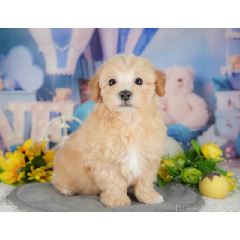 販売中の千葉県のマルプー:マルチーズ×トイプードル-426117の8枚目