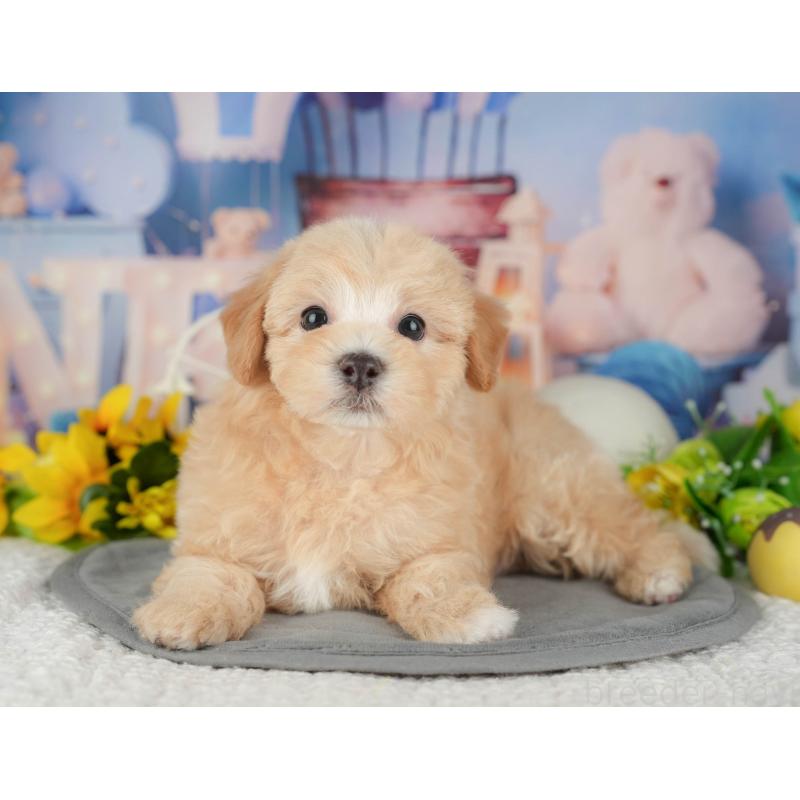 販売中の千葉県のマルプー:マルチーズ×トイプードル-426117の7枚目