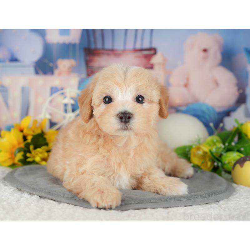 販売中の千葉県のマルプー:マルチーズ×トイプードル-426117の5枚目