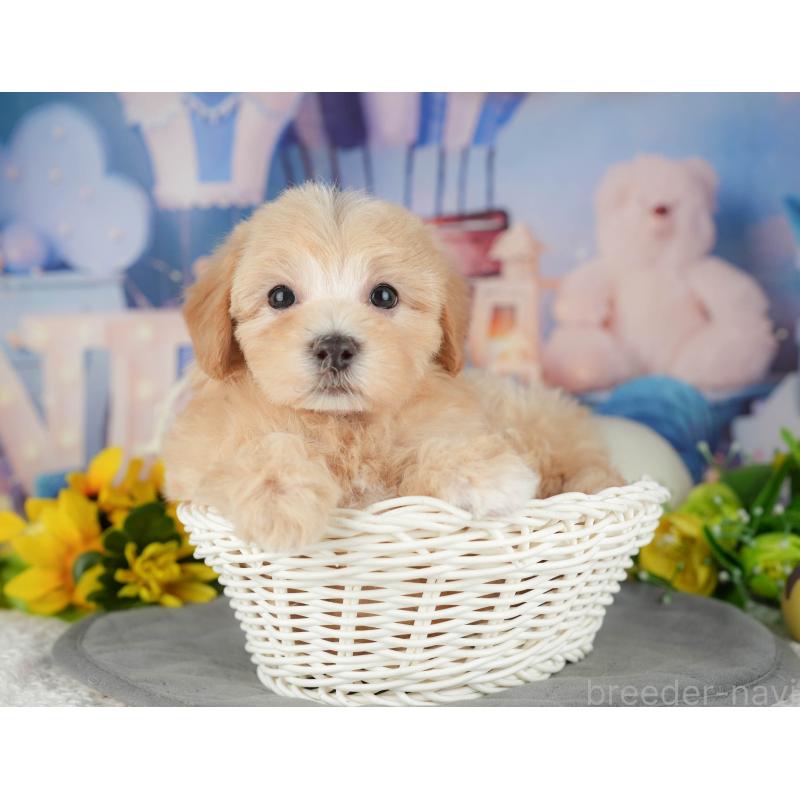 販売中の千葉県のマルプー:マルチーズ×トイプードル-426117の4枚目