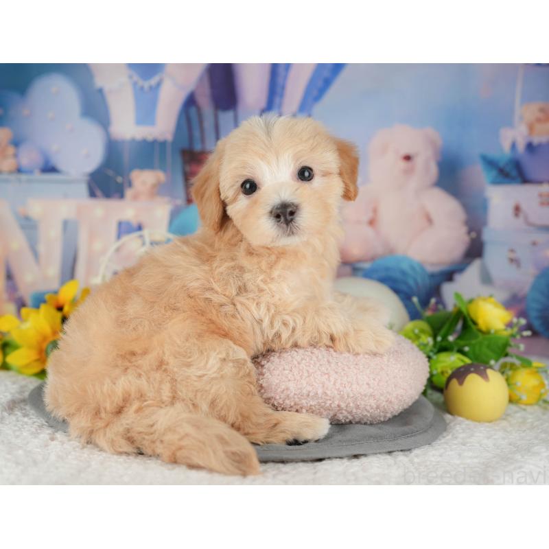 販売中の千葉県のマルプー:マルチーズ×トイプードル-426117の3枚目