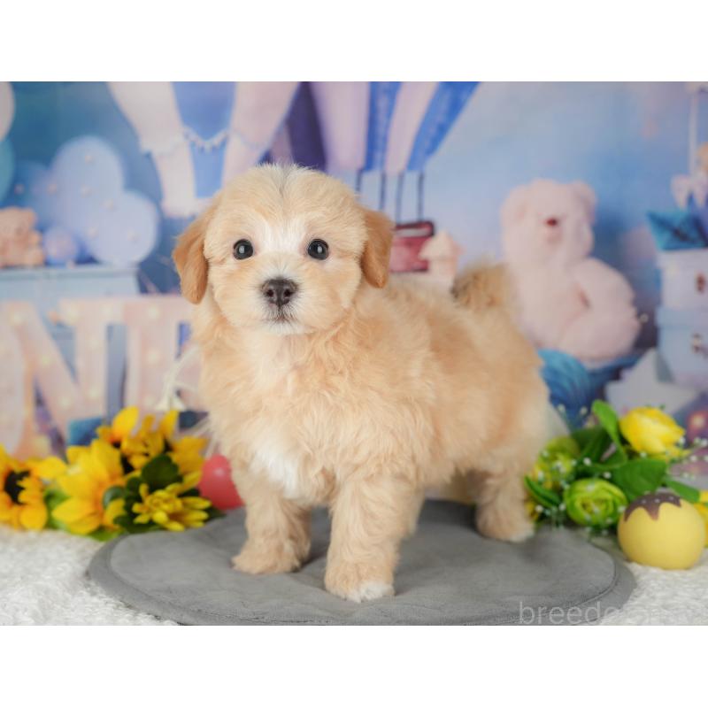 販売中の千葉県のマルプー:マルチーズ×トイプードル-426117の2枚目