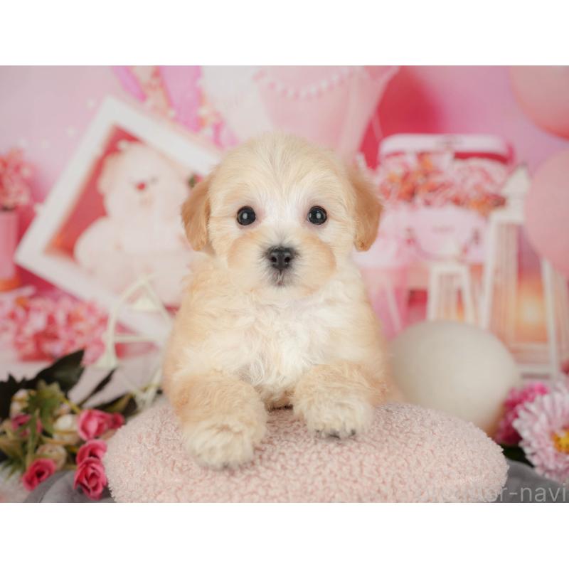 販売中の千葉県のマルプー:マルチーズ×トイプードル-426111