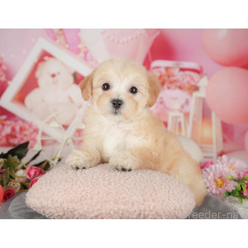 販売中の千葉県のマルプー:マルチーズ×トイプードル-426111の10枚目