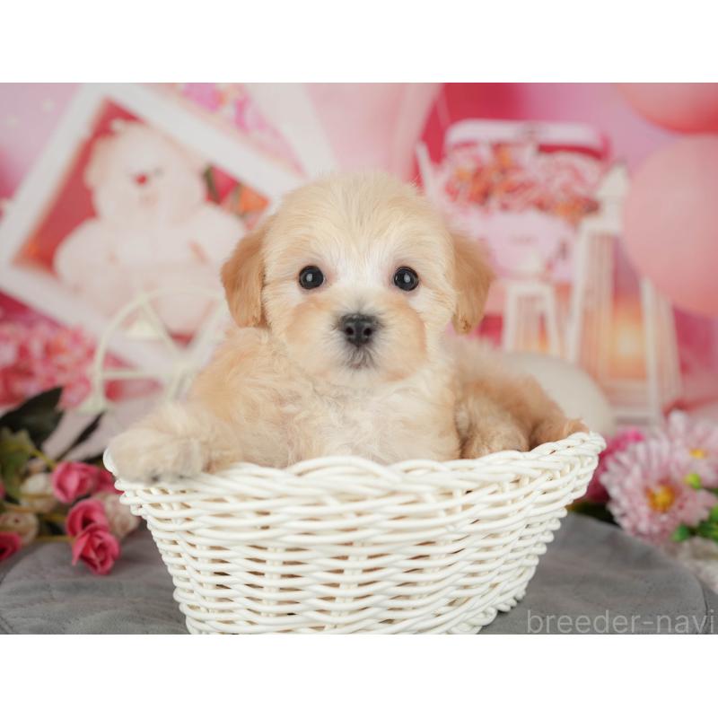 販売中の千葉県のマルプー:マルチーズ×トイプードル-426111の9枚目