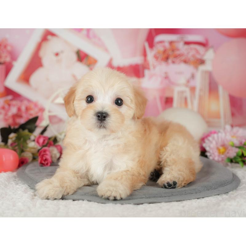 販売中の千葉県のマルプー:マルチーズ×トイプードル-426111の8枚目