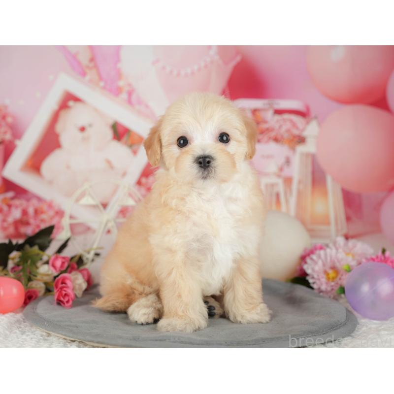 販売中の千葉県のマルプー:マルチーズ×トイプードル-426111の7枚目