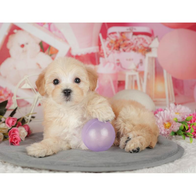 販売中の千葉県のマルプー:マルチーズ×トイプードル-426111の6枚目