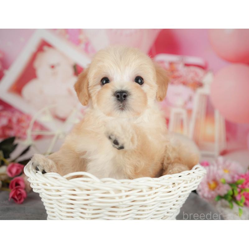 販売中の千葉県のマルプー:マルチーズ×トイプードル-426111の5枚目