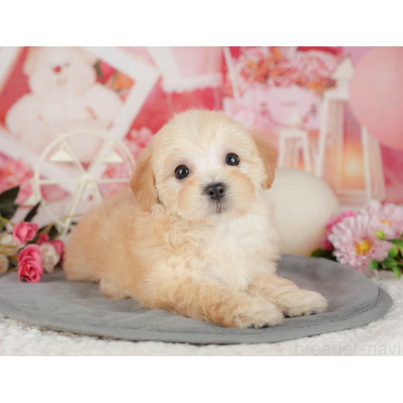 販売中の千葉県のマルプー:マルチーズ×トイプードル-426111の4枚目