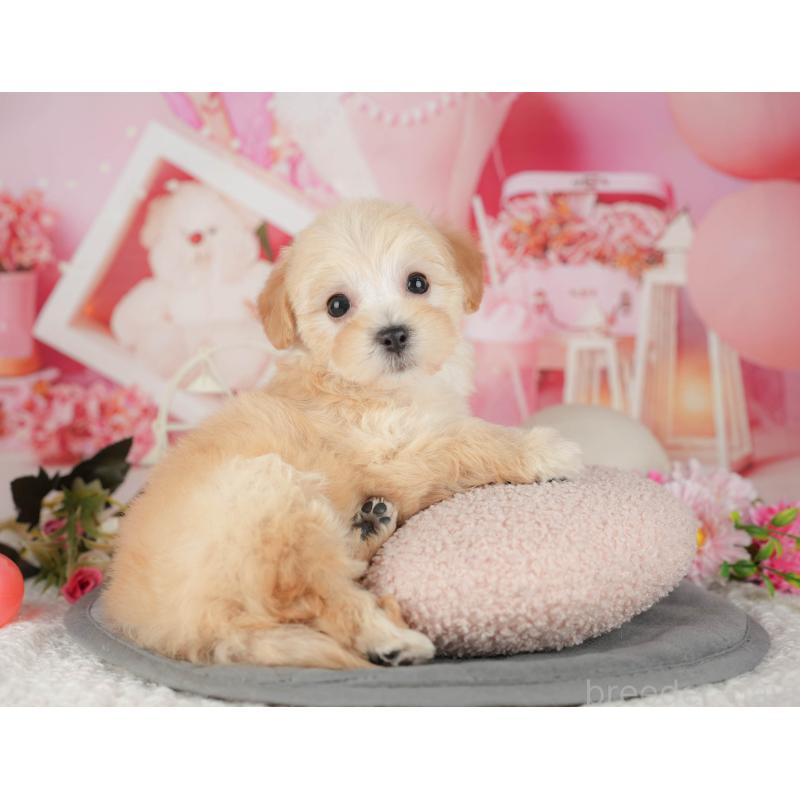 販売中の千葉県のマルプー:マルチーズ×トイプードル-426111の3枚目