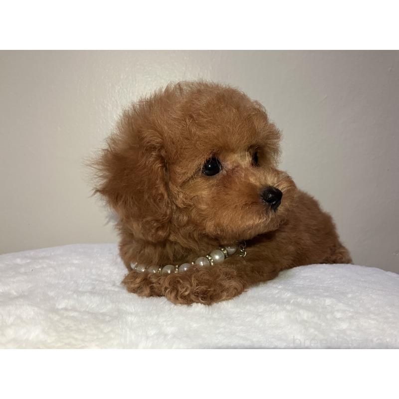 成約済の沖縄県のトイプードル-420058の2枚目