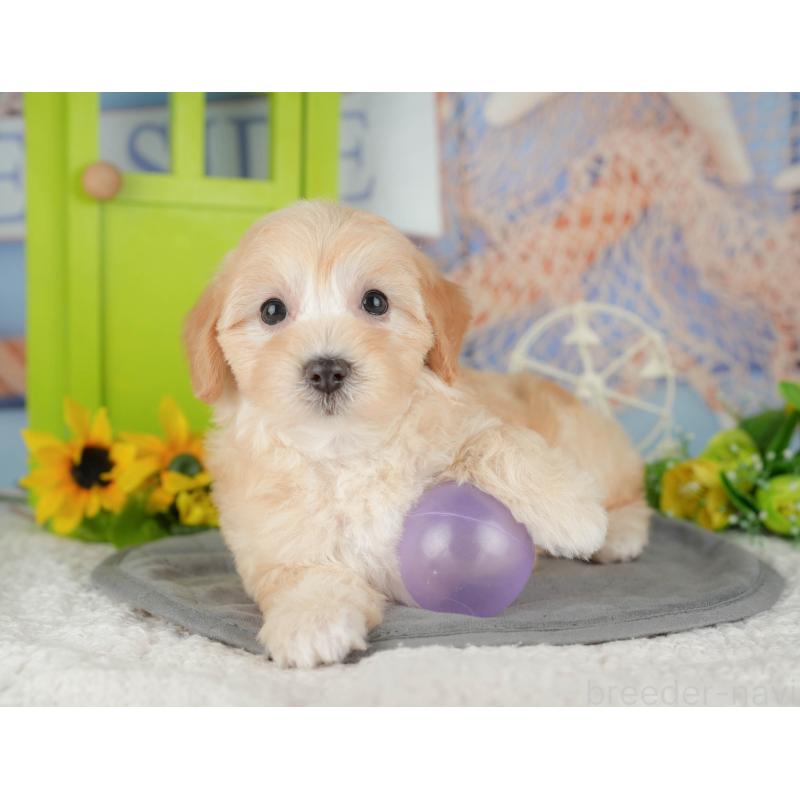 販売中の千葉県のマルプー:マルチーズ×トイプードル-426110