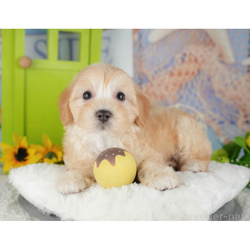 販売中の千葉県のマルプー:マルチーズ×トイプードル-426110の11枚目