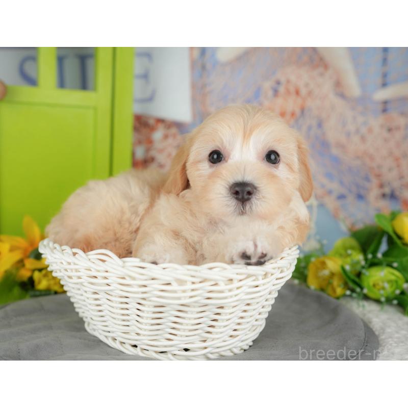 販売中の千葉県のマルプー:マルチーズ×トイプードル-426110の10枚目