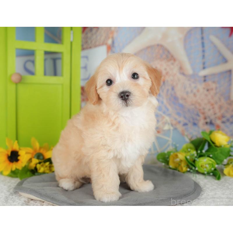 販売中の千葉県のマルプー:マルチーズ×トイプードル-426110の9枚目