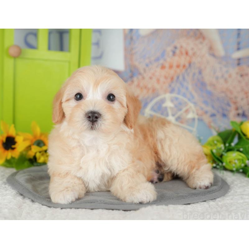 販売中の千葉県のマルプー:マルチーズ×トイプードル-426110の8枚目