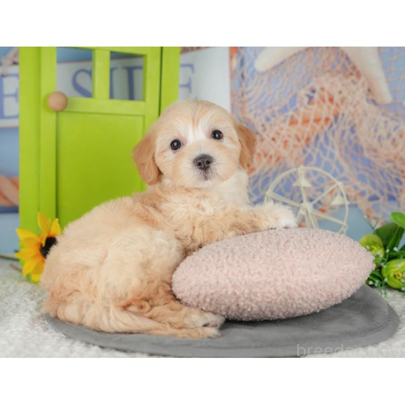 販売中の千葉県のマルプー:マルチーズ×トイプードル-426110の7枚目