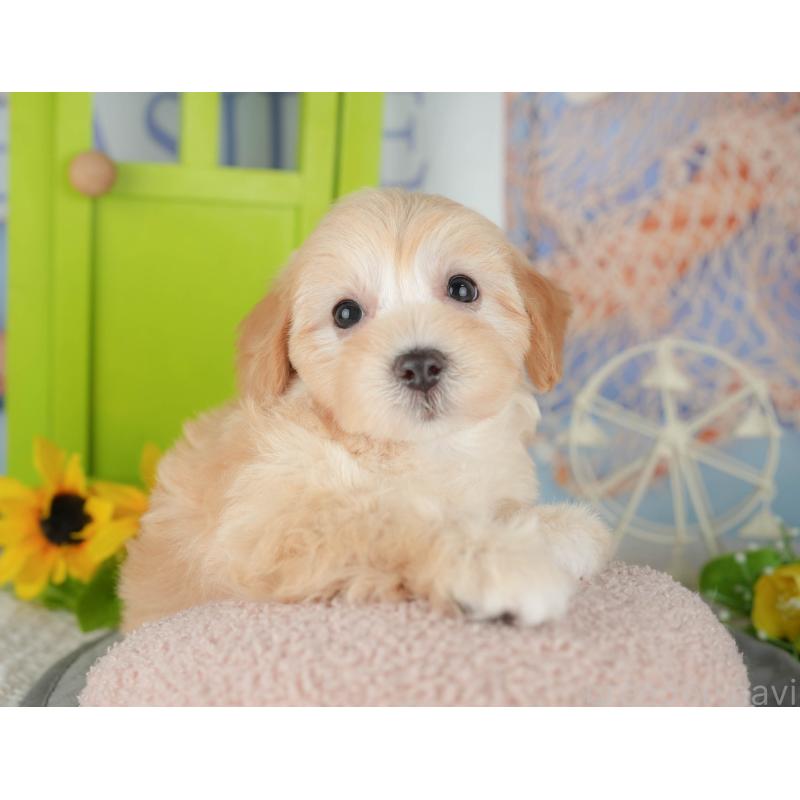 販売中の千葉県のマルプー:マルチーズ×トイプードル-426110の6枚目