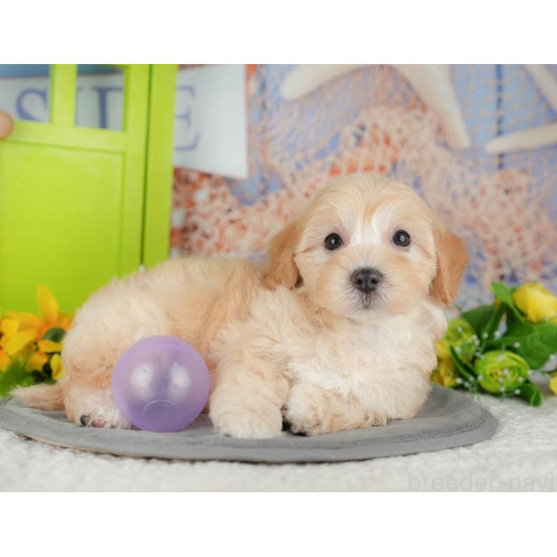 販売中の千葉県のマルプー:マルチーズ×トイプードル-426110の5枚目