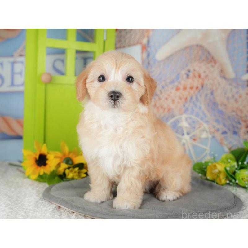 販売中の千葉県のマルプー:マルチーズ×トイプードル-426110の4枚目