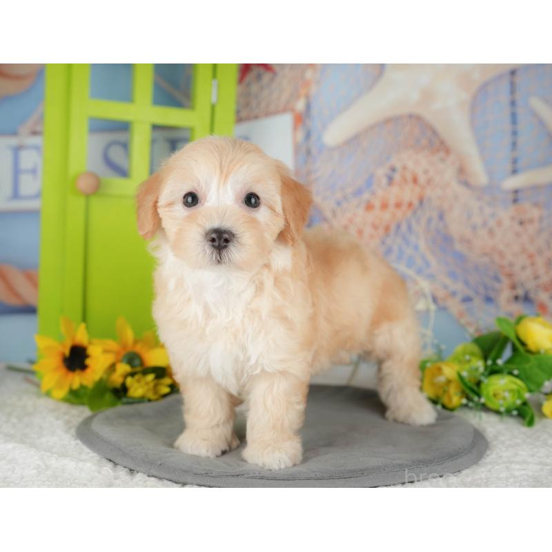 販売中の千葉県のマルプー:マルチーズ×トイプードル-426110の3枚目