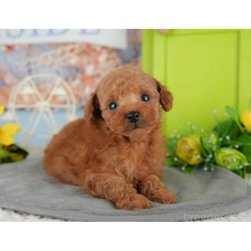 販売中の千葉県のタイニープードル-426108の1枚目