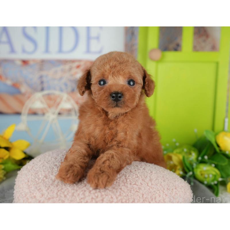 販売中の千葉県のタイニープードル-426108の11枚目