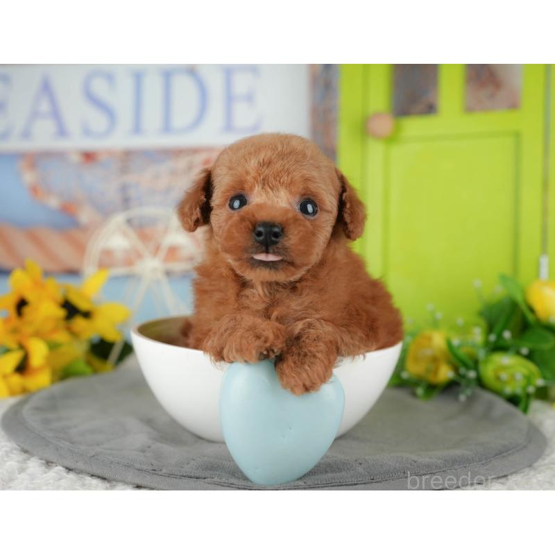 販売中の千葉県のタイニープードル-426108の10枚目