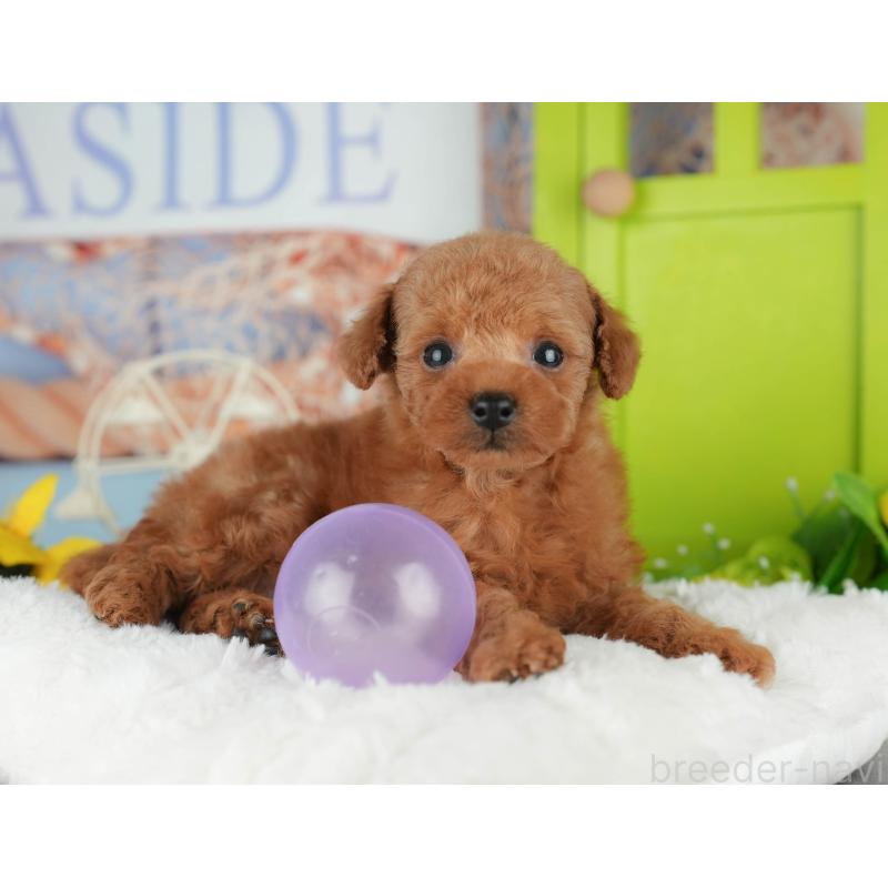 販売中の千葉県のタイニープードル-426108の9枚目