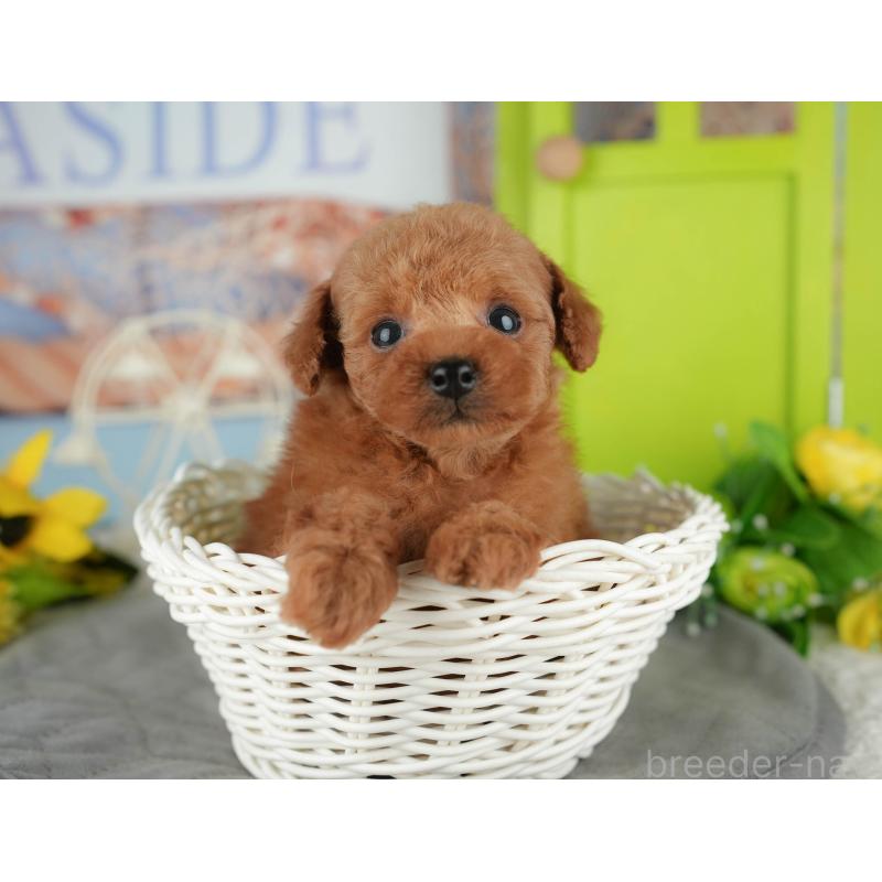 販売中の千葉県のタイニープードル-426108の8枚目