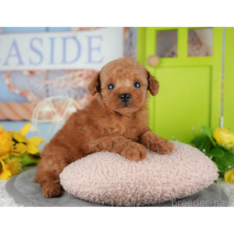 販売中の千葉県のタイニープードル-426108の7枚目