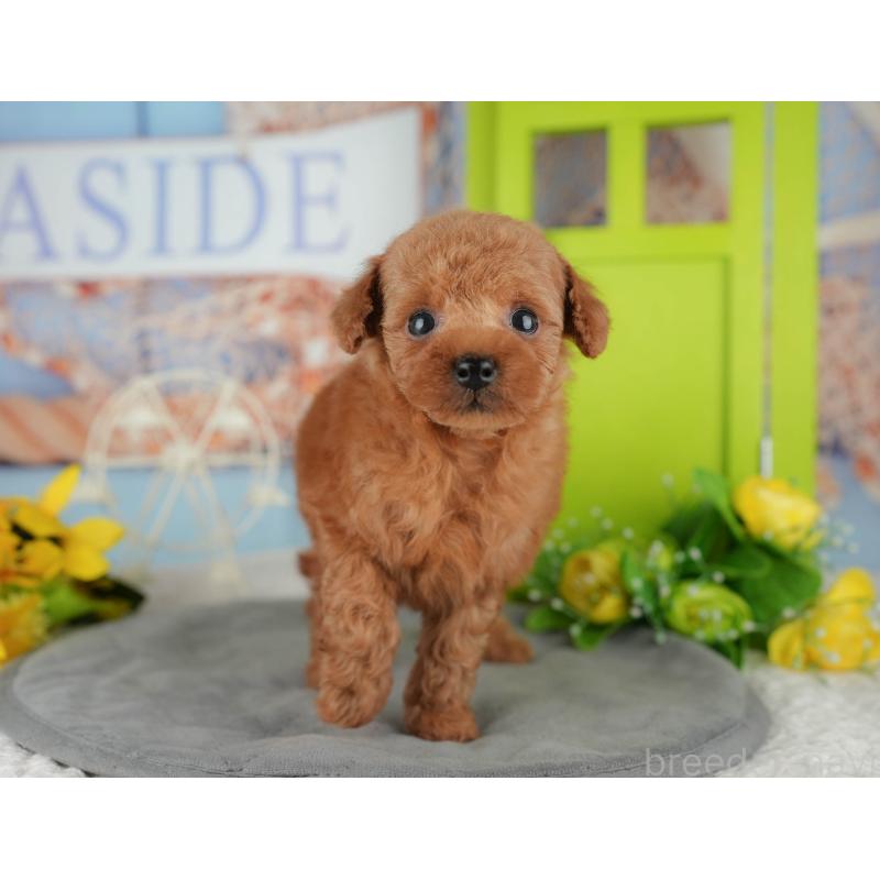 販売中の千葉県のタイニープードル-426108の6枚目