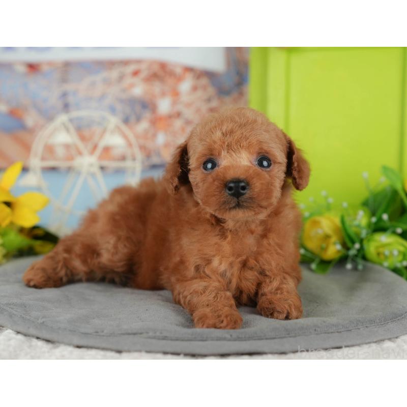 販売中の千葉県のタイニープードル-426108の5枚目