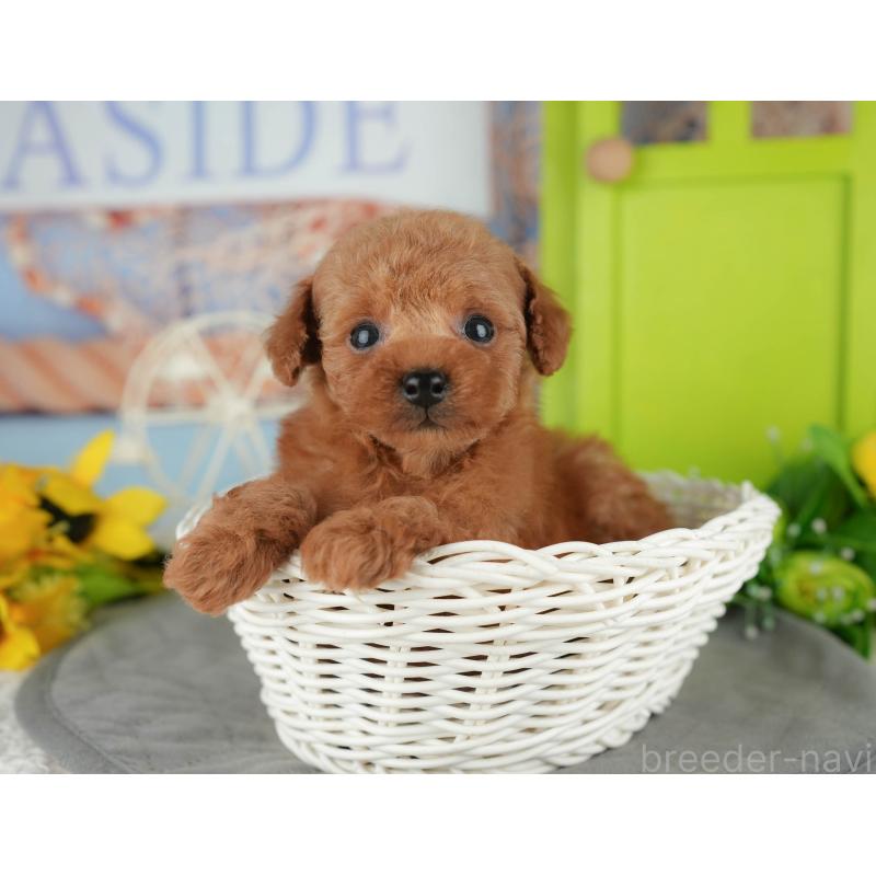 販売中の千葉県のタイニープードル-426108の4枚目