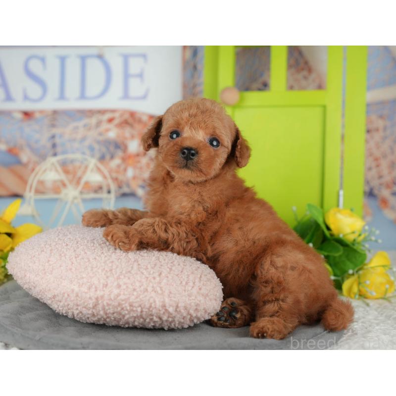 販売中の千葉県のタイニープードル-426108の3枚目