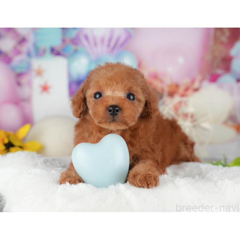 販売中の千葉県のタイニープードル-426103