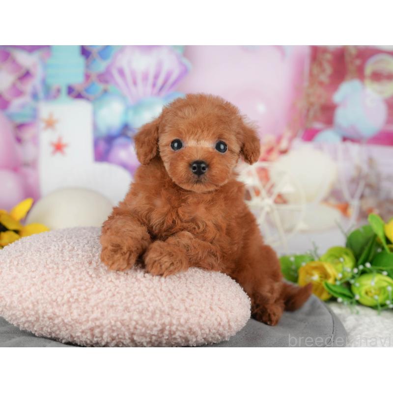 販売中の千葉県のタイニープードル-426103の11枚目