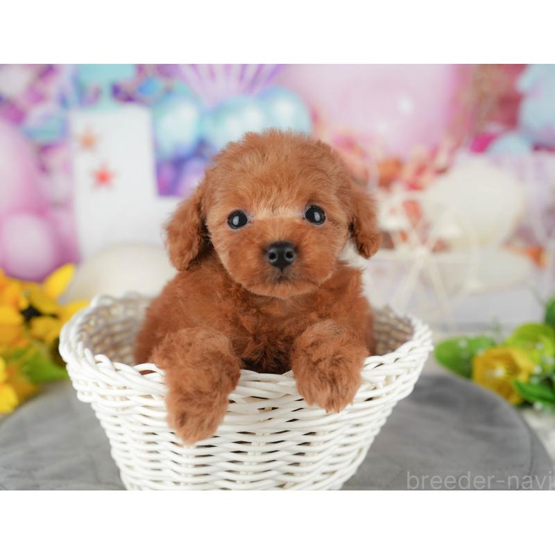 販売中の千葉県のタイニープードル-426103の10枚目