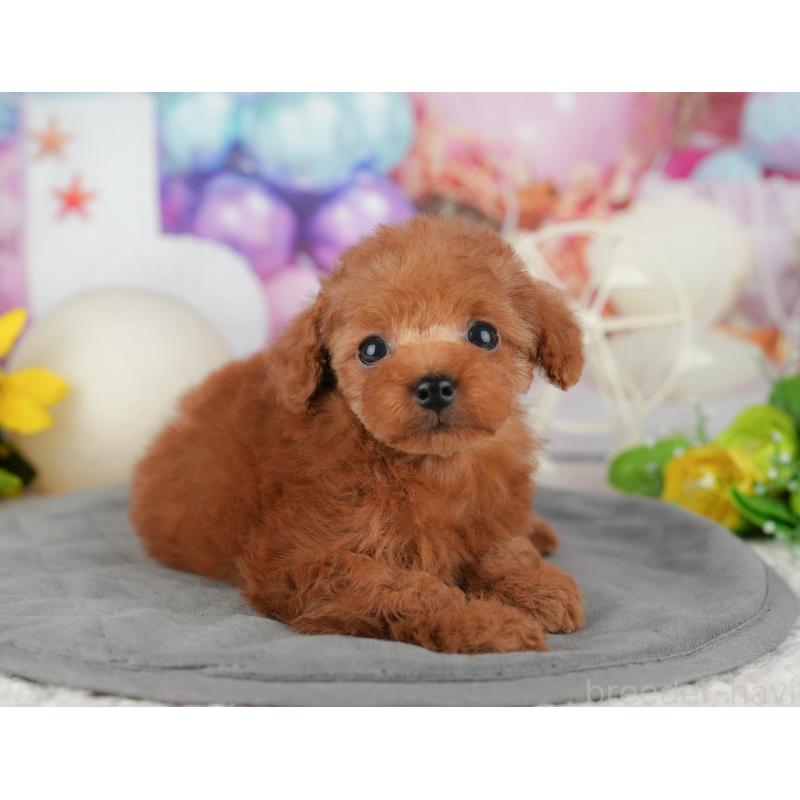 販売中の千葉県のタイニープードル-426103の9枚目