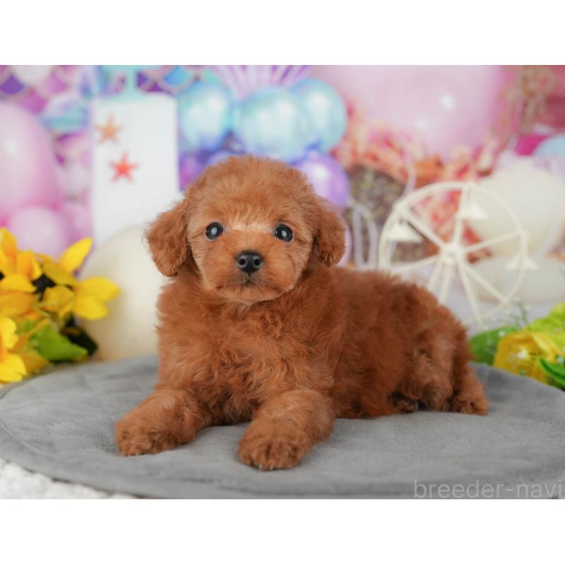 販売中の千葉県のタイニープードル-426103の8枚目